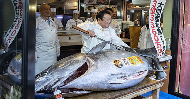 Why bluefin tuna in Japan cost millions of dollars?