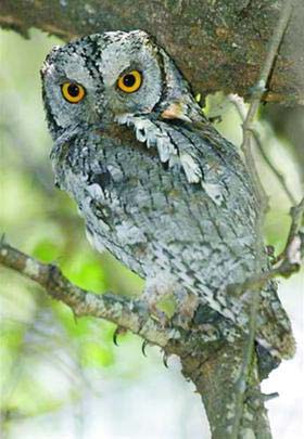 Why can a cat owl correctly locate a prey?