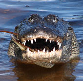 Why can alligators bite their prey fast?
