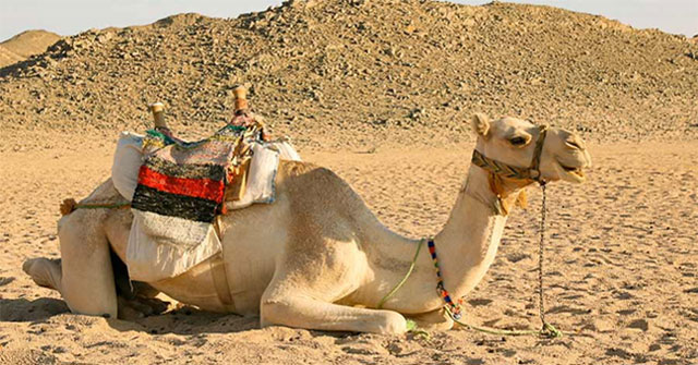 Why can animals survive in the desert?