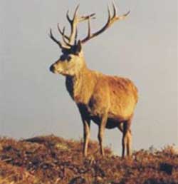 Why can antler regeneration?