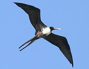 Why can birds fly forever without being tired?