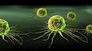 Why can cancer get caught?