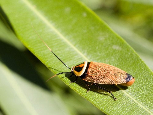 Why can cockroaches live even when they have ... lost their heads?