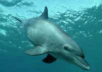 Why can dolphins just sleep, just ... swim?