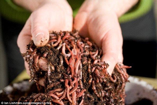 Why can earthworms eat contaminated leaves?