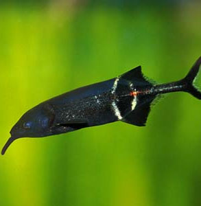 Why can elephantfish look in a dark place?