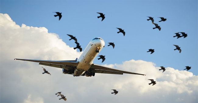 Why can heavy aircraft fly like birds?