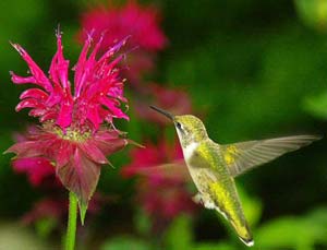Why can hummingbirds float without falling?