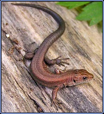 Why can lizard tails reproduce themselves?