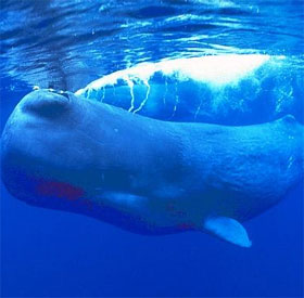 Why can marine mammals breathe long underwater?