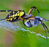 Why can spider web trap the insects?