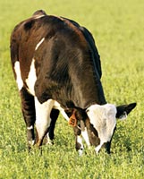 Why can't humans eat grass?