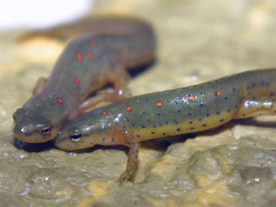 Why can't humans replicate hearts like newts?