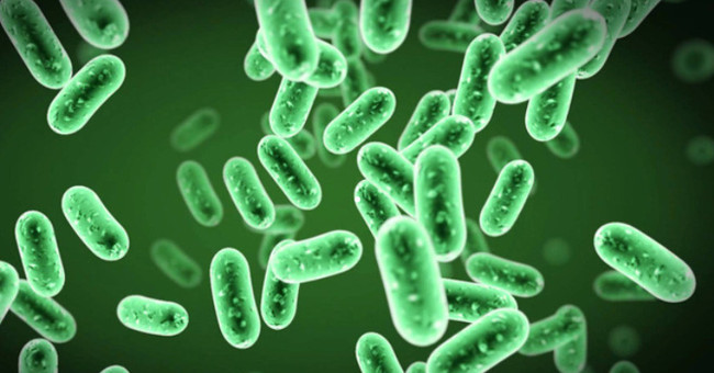 Why can't humans trample on bacteria?