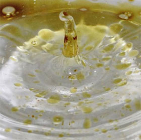 Why can't oil dissolve in water?