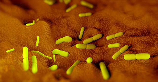 Why can't plague bacteria be completely eradicated on the planet?