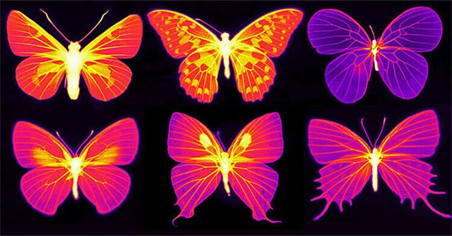 Why can't sunlight burn butterfly wings?