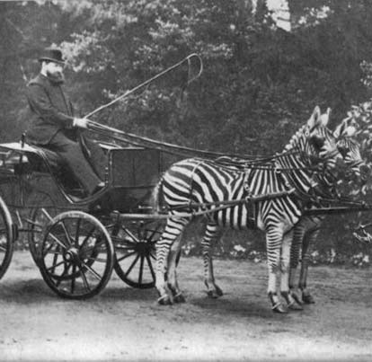 Why can't tame tigers or rhinos?