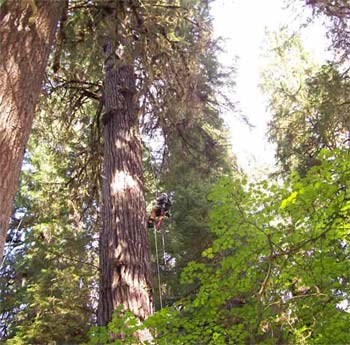Why can't trees be tall?