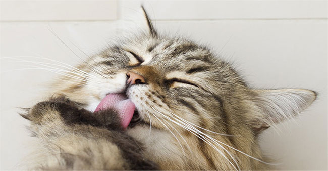 Why cats lick you?  The answer is simple but not everyone knows!