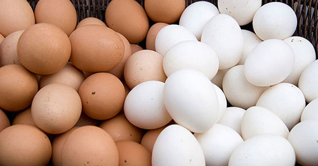 Why chicken eggs have two colors and the reason is unexpected