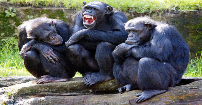 Why chimp is 4-8 times stronger?