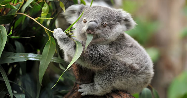 Why consider Koala bears to be extremely lazy animals?