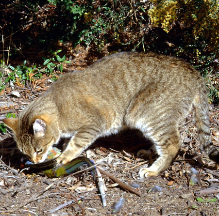 Why did Australia destroy 2 million cats?