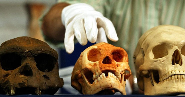 Why did human ancestors win the evolution race?