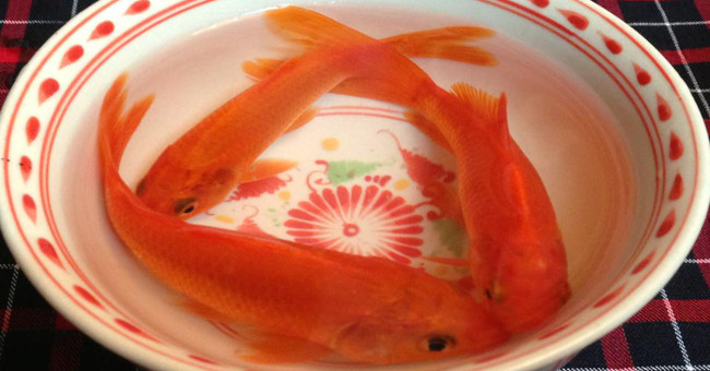 Why did Mr. Tao Mr. Tao just drop carp?