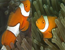 Why did Nemo clown fish find their way home?