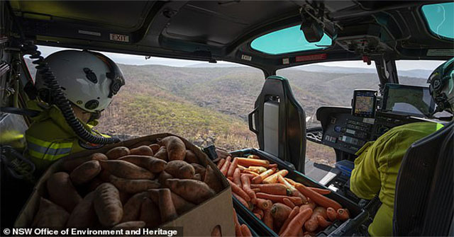 Why did the Australian government spray vegetables from the plane into the forest?
