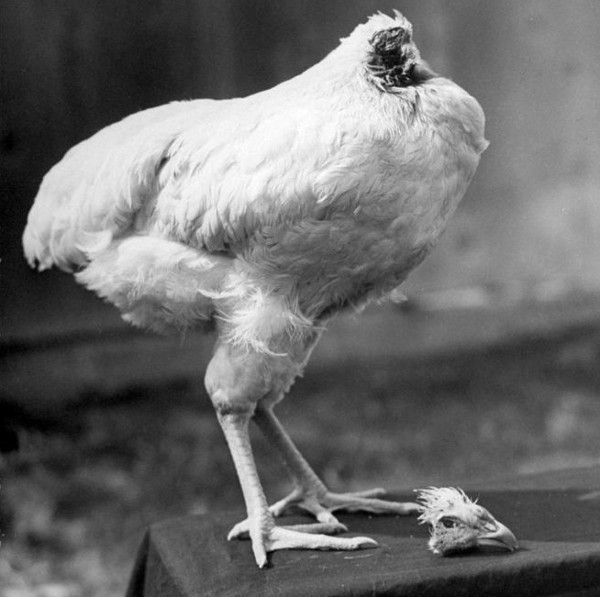 Why did the chicken cut off his head still live for another 18 months?