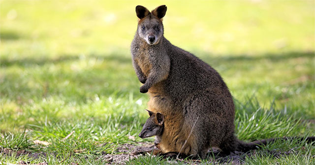 Why did Wallaby kangaroos become pregnant throughout its youth?