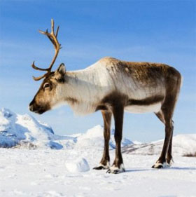 Why do animals avoid getting close to high voltage poles?