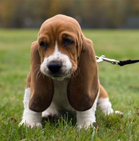 Why do animals have dead ears?