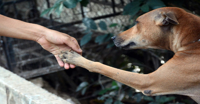 Why do animals save people?