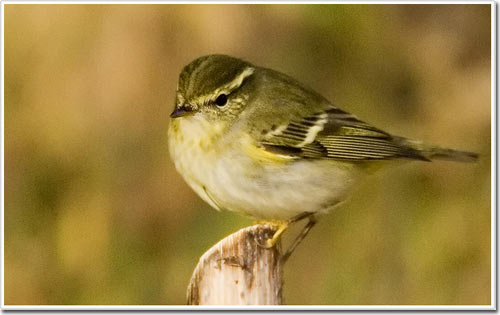 Why do Asian migratory birds stop in Europe?