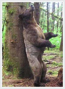 Why do bears rub their backs against trees?