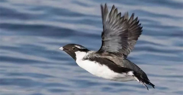 Why do birds migrate?  Is it really because they're afraid of the cold?