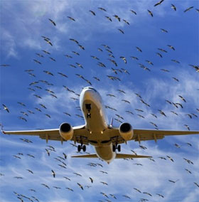 Why do birds often crash into airplanes?