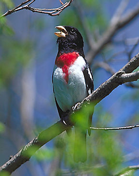Why do birds sing in the spring?
