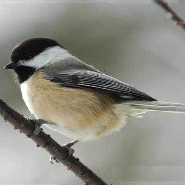 Why do birds sleep on branches without falling?