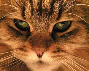 Why do cat eyes change 3 times a day?