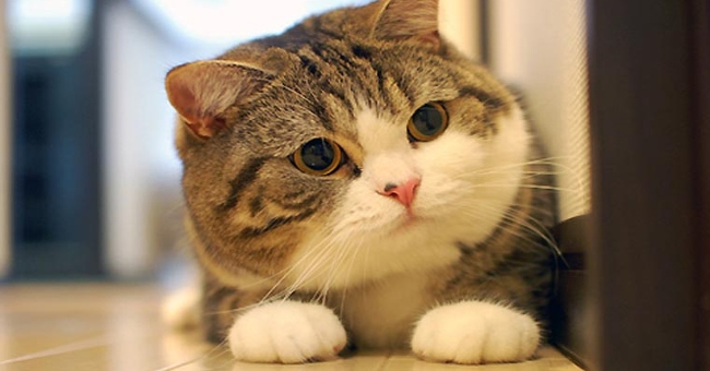 Why do cats always landed with 4 legs?