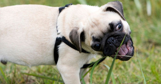 Why do cats and dogs sometimes eat grass?