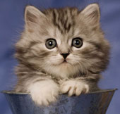 Why do cats find their way home?