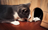Why do cats like to quit 'booty' home?