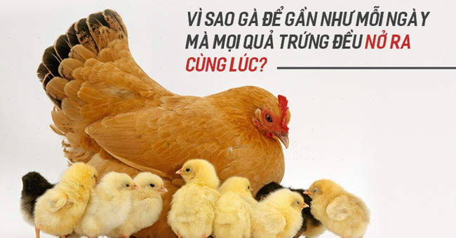 Why do chickens lay almost every day that every egg hatches at the same time?